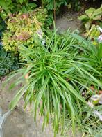 Agapanthus Peter pan zonder stenen pot, Tuin en Terras, Ophalen