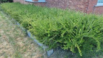 Lonicera groenblijvende struiken beschikbaar voor biedingen