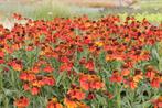 Helenium moerheim beauty, Tuin en Terras, Planten | Tuinplanten, Ophalen