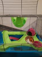 Hamsterkooi merk Savic, Kooi, Gebruikt, Minder dan 75 cm, Hamster