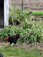 Marans hanen, Dieren en Toebehoren, Pluimvee, Mannelijk, Kip