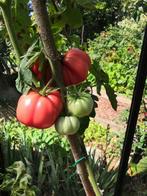 5 zaden roze-rode Portugese vleestomaat, Tuin en Terras, Verzenden, Voorjaar, Volle zon, Zaad