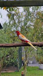 Rosella rubino, rood en wildkleur, Dieren en Toebehoren, Vogels | Parkieten en Papegaaien