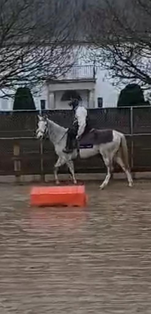 Recreatiepaard, Animaux & Accessoires, Chevaux & Poneys | Produits de soin, Comme neuf, Enlèvement ou Envoi