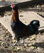 Hanen, Dieren en Toebehoren, Pluimvee, Mannelijk, Kip