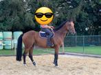 12 jarige merrie, Dieren en Toebehoren, Paarden, Merrie, Springpaard, Gechipt, 11 jaar of ouder