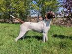 Duitse staande korthaar teef, Duitse Staande hond, België, Fokker | Hobbymatig, Eén hond