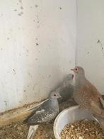 WINTERHARDE - KWEEKRIJPE DIAMANTDUIFJES NU 15 EURO/KOPPEL, Dieren en Toebehoren, Meerdere dieren, Tropenvogel