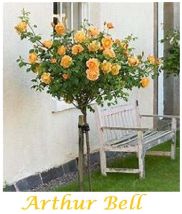 MOOIE STAMROZELAARS oa GELE : " ARTHUR BELL " ( 16€/Stuk ), Tuin en Terras, Planten | Tuinplanten, Vaste plant, Overige soorten