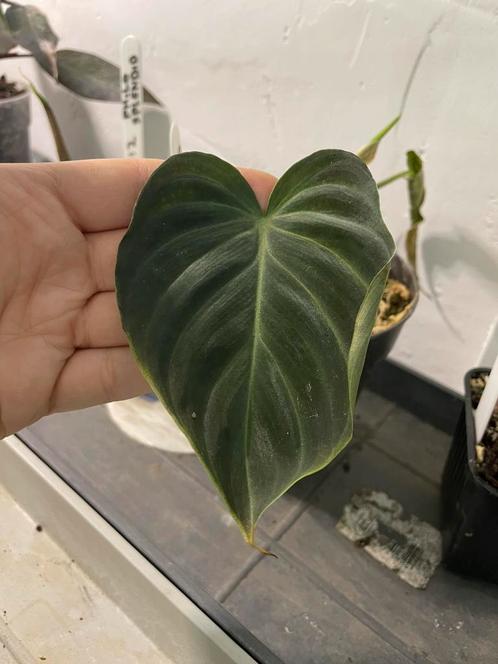 Philodendron splendid, Huis en Inrichting, Kamerplanten, Ophalen of Verzenden