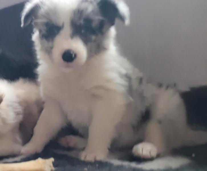 Border Collie pups groeien op in huiselijke kring met poezen, Dieren en Toebehoren, Honden | Herdershonden en Veedrijvers, Teef
