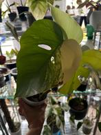 Monstera aurea variegata, Ophalen of Verzenden