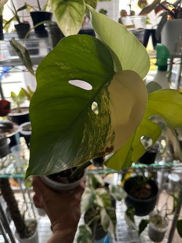 Monstera aurea variegata beschikbaar voor biedingen