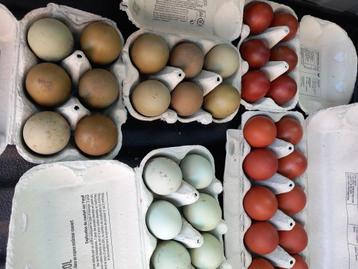 Broedeieren kippen marans Araucana olijflegger beschikbaar voor biedingen