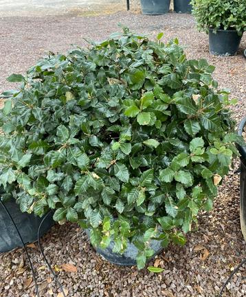 Quercus ilex -bol- beschikbaar voor biedingen