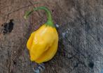 Chili yellow fantasy (5 zaden), Tuin en Terras, Ophalen of Verzenden