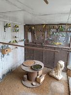 Hele voliere grasparkieten, Dieren en Toebehoren