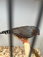 Zebravink grijs split charcoal, Dieren en Toebehoren