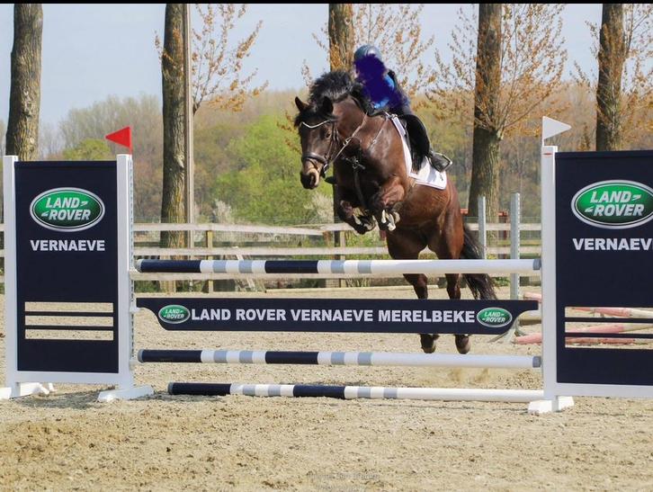 Geweldige Dpony merrie!, Dieren en Toebehoren, Pony's, Merrie, D pony (1.37m tot 1.48m), Springpony, 11 jaar of ouder, Met stamboom