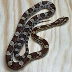 Korenslang 9 maand, Amber, Dieren en Toebehoren, Slang, Tam, 0 tot 2 jaar