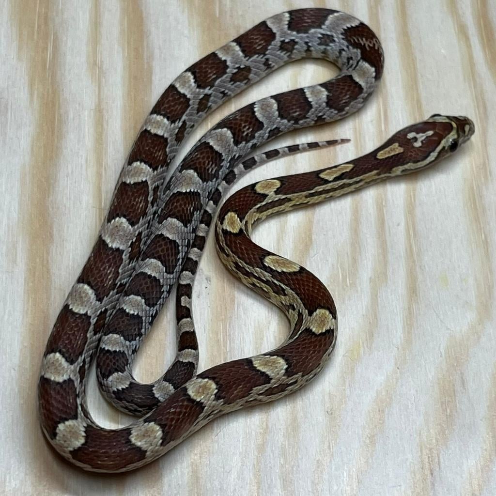 Korenslang 9 maand, Amber, Animaux & Accessoires, Reptiles & Amphibiens, Serpent, 0 à 2 ans, Domestique