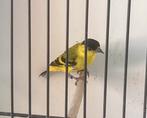 Yarell sijs man 120€, Dieren en Toebehoren, Geringd