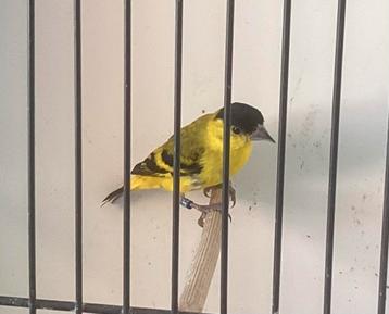 Yarell sijs man 120€, Bagué