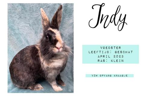 Voedster ter adoptie, Dieren en Toebehoren, Konijnen, Klein, Vrouwelijk, 0 tot 2 jaar