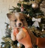 Supermooie Welsh Corgi Pembroke pups,in huis grootgebracht !, Dieren en Toebehoren, Honden | Herdershonden en Veedrijvers, België