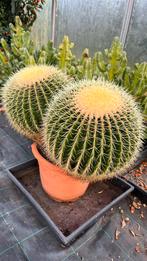 Cactus Echinocactus Grusonii - Schoonmoederstoel, Maison & Meubles, Plantes d'intérieur, Cactus, En pot, Plante verte, Plein soleil
