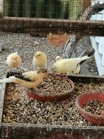 Kanaries 2025, Dieren en Toebehoren, Vogels | Kanaries