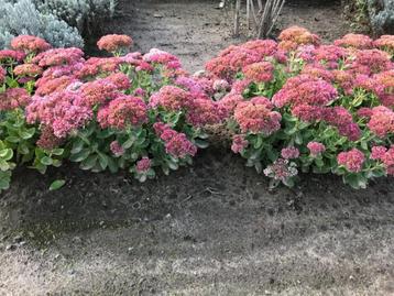 Sedum Herbstfreude. 