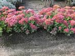 Sedum Herbstfreude., Plein soleil, Autres espèces, Enlèvement ou Envoi, Été