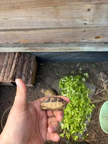 Breedrand schildpad / griekse landschildpad beschikbaar voor biedingen