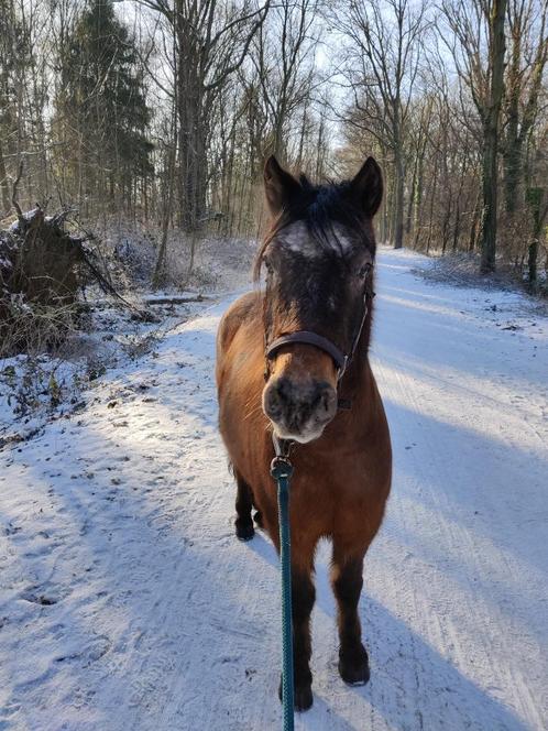 Weidemaatje ter adoptie, Dieren en Toebehoren, Pony's, Ruin, Niet van toepassing, B pony (1.17m tot 1.27m), 11 jaar of ouder, Gechipt