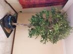 Ficus, Huis en Inrichting, Kamerplanten, Ophalen, Ficus, 200 cm of meer