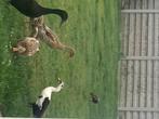 Loopeenden, Dieren en Toebehoren, Pluimvee, Meerdere dieren, Eend