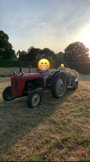 Tractor Massey Ferguson, Zakelijke goederen, Landbouw | Tractoren, Ophalen, Oldtimer, Tot 80 Pk, Massey Ferguson
