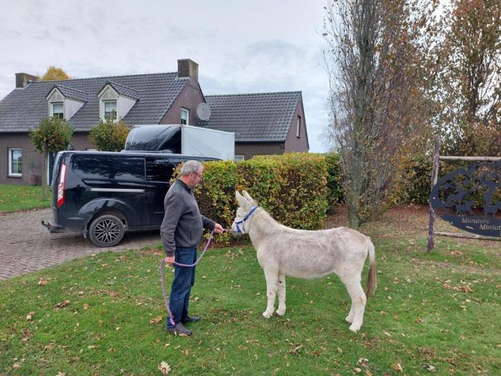 Super brave ezel ruin, Dieren en Toebehoren, Overige Dieren, Mannelijk, Mei