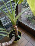 Stekken  van deze planten, Ophalen of Verzenden