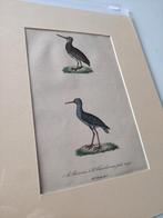 Oude litho kleine vogels, Ophalen of Verzenden