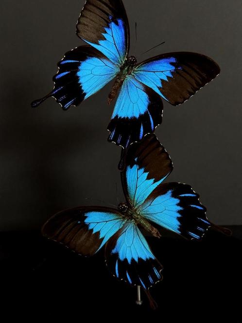 Splendide Envol de 2 Rares Papillons Ulysses Telegonus Globe, Collections, Collections Animaux, Enlèvement ou Envoi