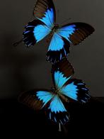 Splendide Envol de 2 Rares Papillons Ulysses Telegonus Globe, Enlèvement ou Envoi