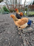 Brahma hennen, Dieren en Toebehoren, Pluimvee