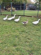 Ganzen (8st.), Gans of Zwaan