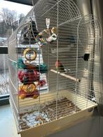 Couple inséparable avec cage, Animaux & Accessoires, Enlèvement ou Envoi, Comme neuf