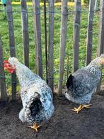 Koppel cream legbar, Dieren en Toebehoren, Pluimvee, Meerdere dieren, Kip