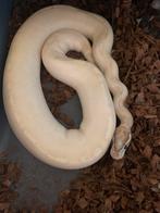 Python regius /highway enchi mojave 1.0, Dieren en Toebehoren