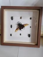 Taxidermy, Verzamelen, Ophalen of Verzenden, Nieuw, Insect, Opgezet dier