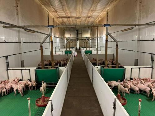 biggen hokinrichting [422], Dieren en Toebehoren, Schapen, Geiten en Varkens